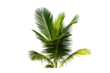 leaves of coconut isolated on white background.