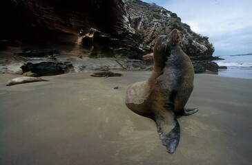 Wall Mural - Sea lion