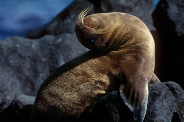 Wall Mural - Sea lion