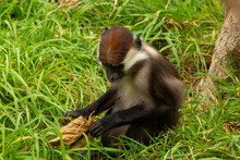 A Young Cherry-crowned Mangabey (Cercocebus Torquatus) Playing In The Grass With A Dead Leaf