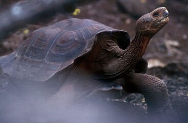 Wall Mural - Galápagos tortoise