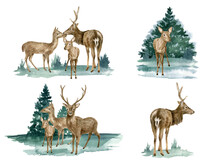 Set Of Forest Deer Illustrations. Hand Painted Realistic Watercolor Buck, Doe And Fawn Deer Sketch. Woodland Landscape With Mammal Animals Drawing Isolated On White Background. Reindeer Composition