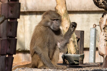 A Young Hamadryas Baboon (Papio Hamadryas) Sat With One Arm Raised