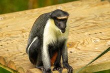 Diana Monkey (Cercopithecus Diana) Resting On A Pale Wooden Platform
