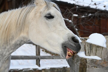 Canvas Print - cavallo denti morsicare 