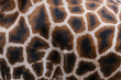 pattern of giraffe skin seen from the side
