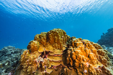 Seascape with various fish, coral, and sponge in the coral reef of the Caribbean Sea, Curacao