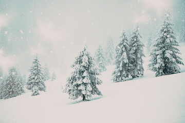 magic winter landscape with snowy fir trees