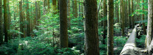 Beautiful BC Rainforest During Summer Season. Many Trees Trunks With Lush Foliage And Sun Rays.  The Long Tree Trunk On The Right Is A Biking Trail In North Vancouver, Canada. Selective Focus.