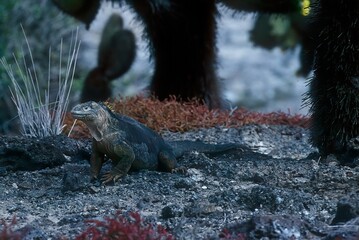 Poster - Galapagos land iguana