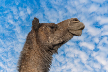 Wall Mural - Head of camel on blue sky background in desert Thar during the annual Pushkar Camel Fair near Pushkar, Rajasthan, India