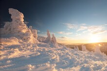 Winter Landscape During Sunset, Snow-covered Pine Trees In The Mountains