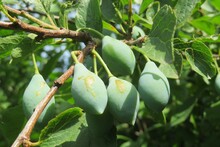 Closeup Of Green Plums On Branch In The Garden