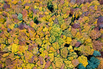 Wall Mural - Beautiful autumn forest from drone view