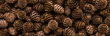 Dry Brown Pine Cones Background. Closeup. Wide Banner. Top Down View.