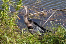 Anhinga Sitting By The Water's Edge At The Wetlands