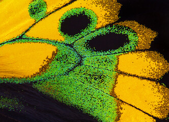 Aufkleber - Birdwing butterfly wing texture background. Macro photography tropical butterfly wing. Wing detail of Rothschild's birdwing (Ornithoptera rothschildi)