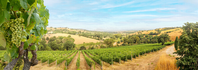 Wall Mural - Vineyards with grapevine and hilly tuscan landscape near winery along Chianti wine road in the summer sun, Tuscany Italy Europe