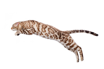 Wall Mural - Bengal cat jump