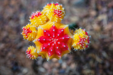 Canvas Print - Close up top colorful small cactus plant with beautiful yellow and red flower blossom on the tree of Ruby Ball, grafted cactus or Moon Cactus, Macro of Gymnocalycium mihanovichii