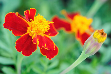 Canvas Print - An orange sfrican flower out in nature.