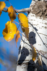 White Poplar Populus alba yellow leaves during Autumn season