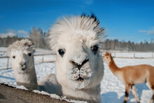Funny Alpaca Behind The Fence In Winter. South American Camelid.