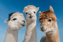 Three Funny Alpacas Together On The Background Of Blue Sky. South American Camelid.