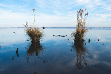 Poster - Tall wild grass growing in the great dismal swamp.  Reflection of plants and blue sky reflected in the shallow water.