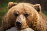 Fototapeta Big Ben - Resting brown bear in detail.
