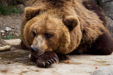 Wall Mural - Resting brown bear in detail.