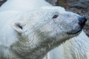 polar bear in detail in summer.