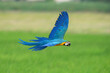 Blue and gold macaw flying on green field