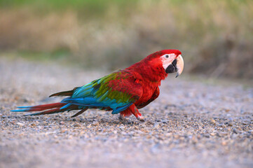 Wall Mural - The cuteness of red and green macaw