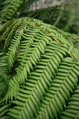 Fern leaf texture