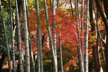 Sticker - A beautiful view of autumn in Japan. Autumn leaves of maple. 