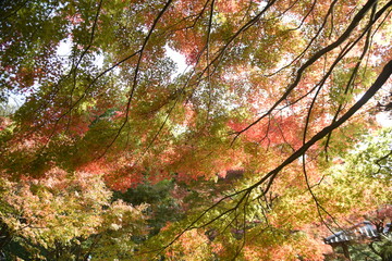 Poster - A beautiful view of autumn in Japan. Autumn leaves of maple. 