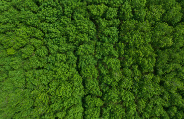 Poster - top view of forest, big tree, nature background, green leaves