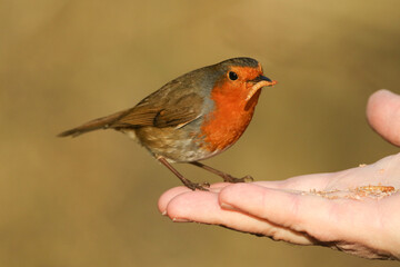 Poster - A Robin, Erithacus rubecula, sitting on the fingers of a persons hand eating a mealworm.