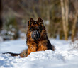 Young, black dog lying in the snow