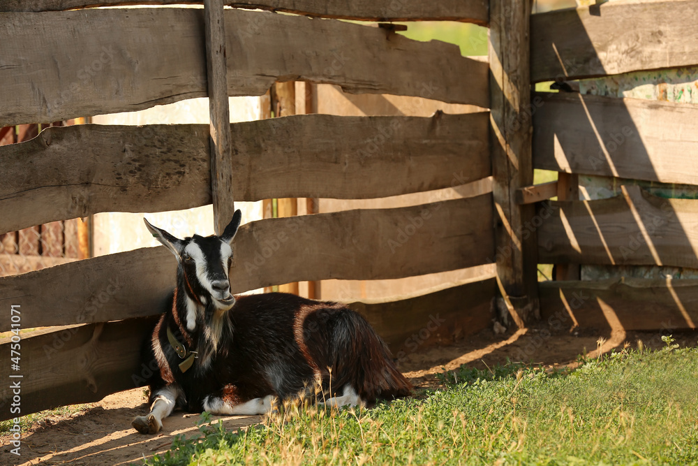Cute funny goat on farm