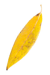 Sticker - Willow yellow leaf isolated