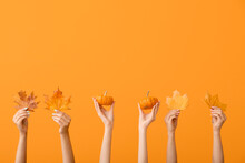 Female Hands With Beautiful Pumpkins And Leaves On Orange Background
