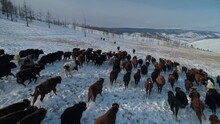 Aerial Follow Powerful Large Herd Of Buffalo Bulls Ox Free Grazing In Slow Motion Running Along Snow-covered Field In Winter. Impressive Natural Landscape. Siberia Baikal Region Mountains Nature Park