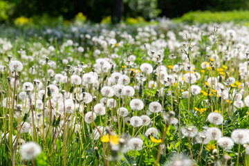 Wall Mural - nature, botany and flora concept - beautiful dandelion flowers blooming on summer field