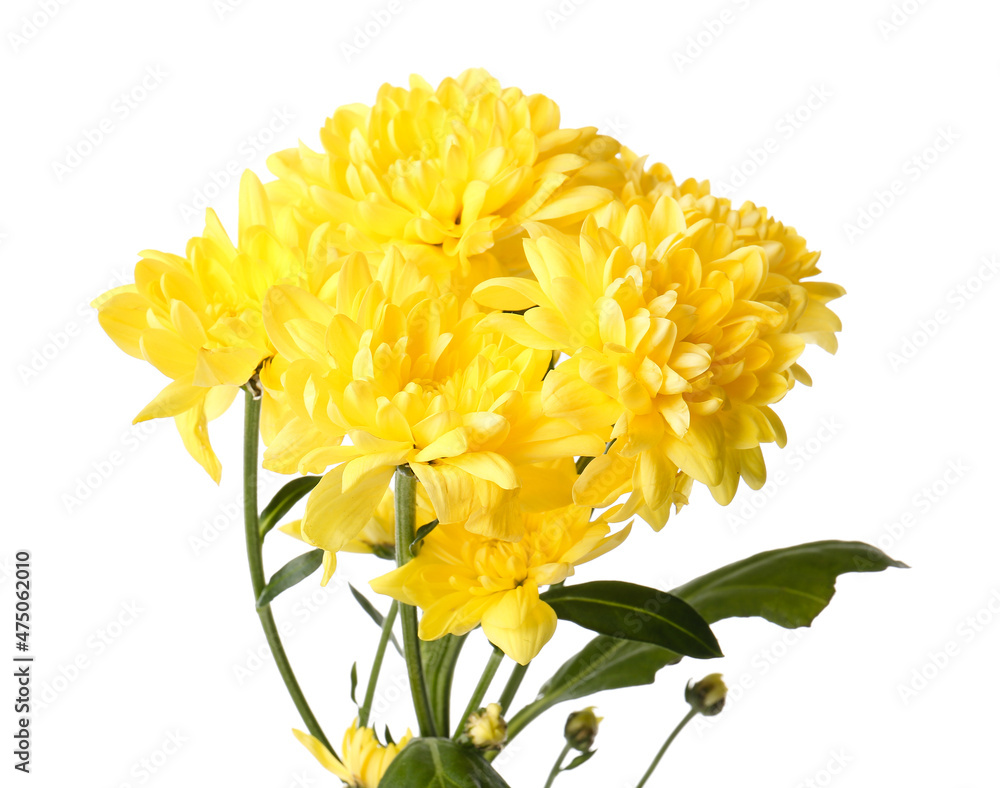 Yellow chrysanthemum flowers on white background
