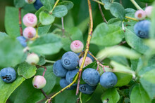 Close Up Of Blueberries On Bush