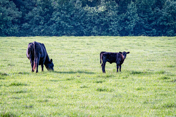 Wall Mural - Angus cow-calf pair in pasture