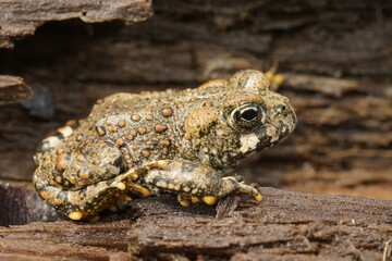 Poster - Closeup on a brassy colored juvenile of the Western toad, Anaxyrus boreas sitting on wood