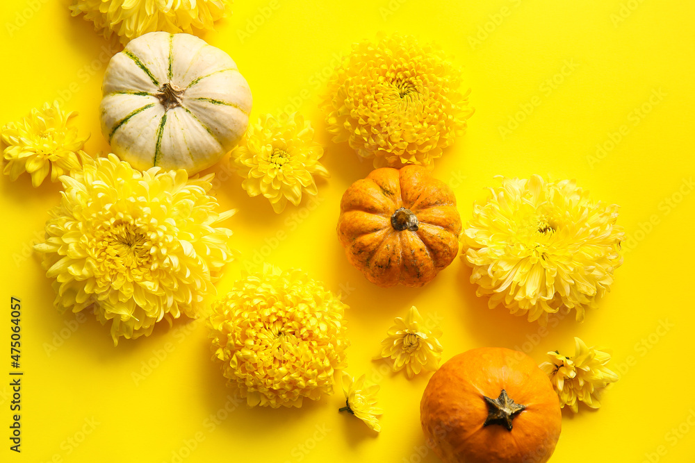 Yellow chrysanthemum flowers and pumpkins on color background